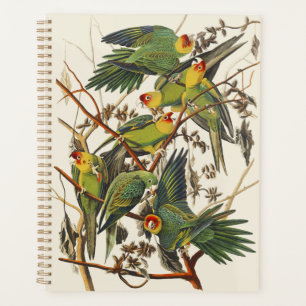 Illustration vintage d'oiseau de Audubon, Perruche
