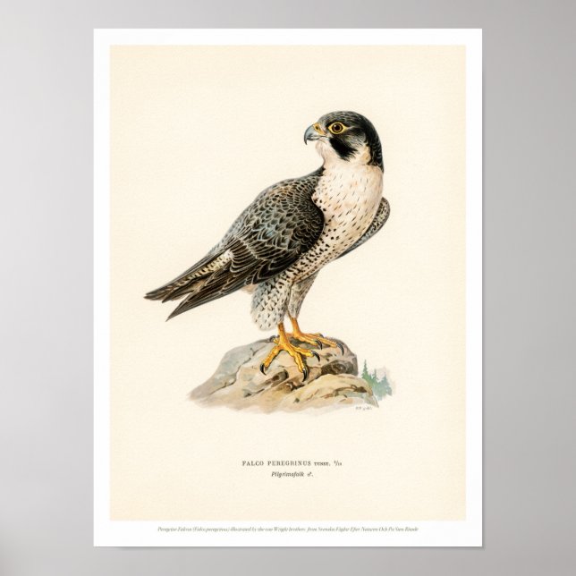 Illustration vintage d'oiseaux - Poster du faucon  (Devant)