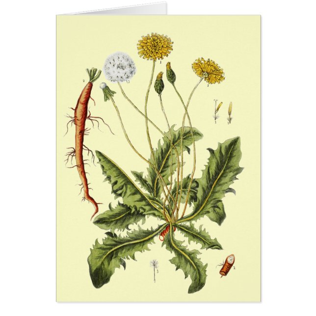Illustration vintage du Dandelion (Devant)