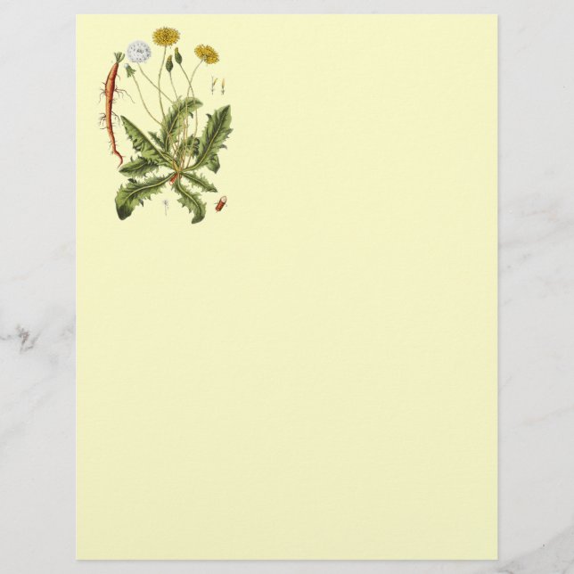 Illustration vintage du Dandelion (Devant)