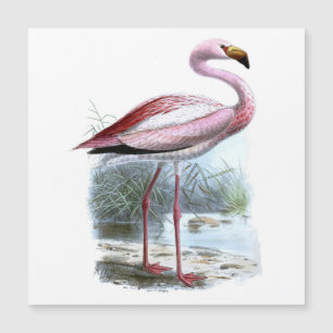 Illustration Vintage du Flamant rose Puna