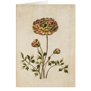 Illustration vintage du ranunculus végétal