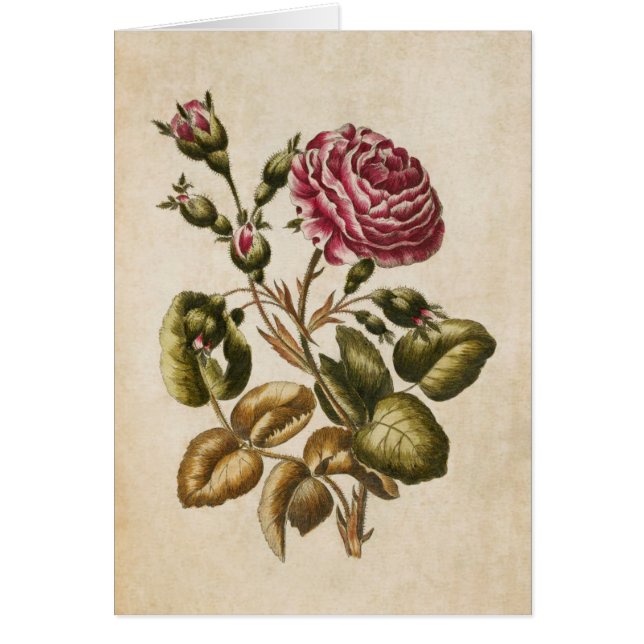 Illustration vintage du Rose végétal (Devant)