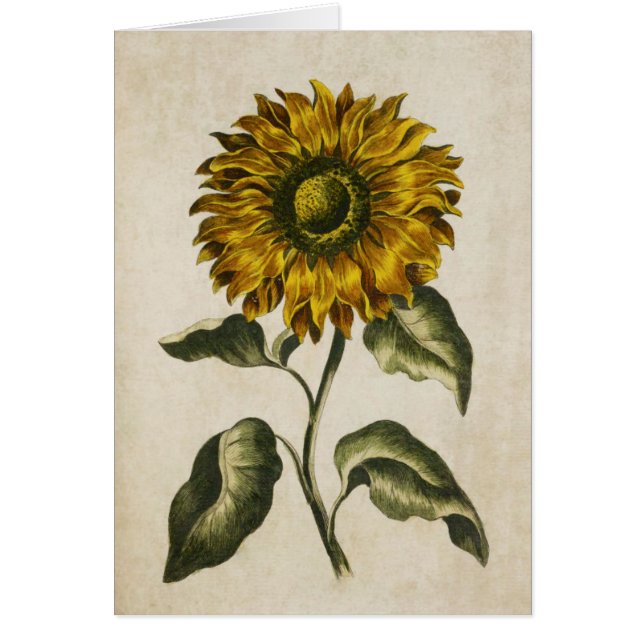 Illustration vintage du tournesol floral (Devant)