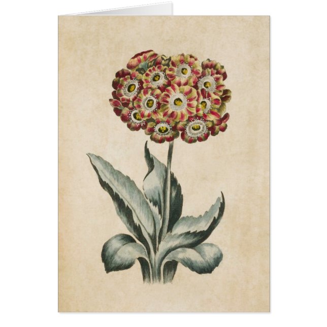 Illustration vintage Florale Auriculaire (Devant)