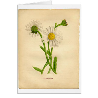Illustrations des plantes vintages