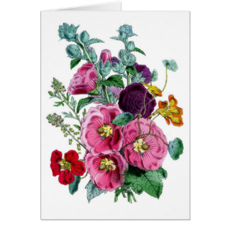 Illustrations vintages des botaniques Hollyhocks