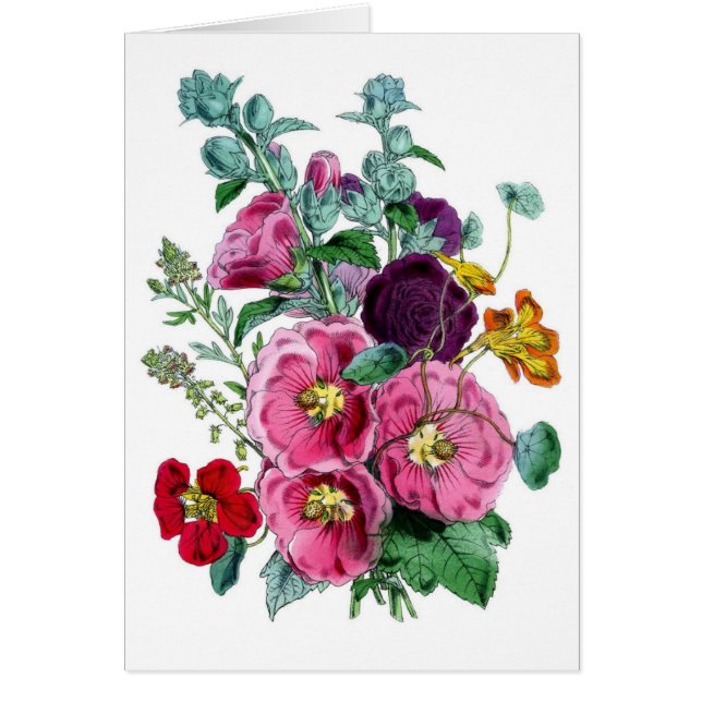 Illustrations vintages des botaniques Hollyhocks (Devant)