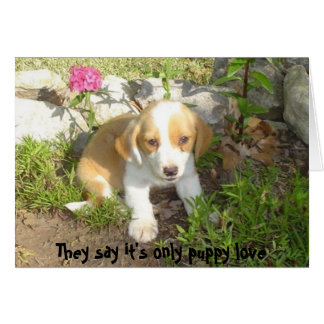 Ils disent que c'est seulement l'amour du chiot