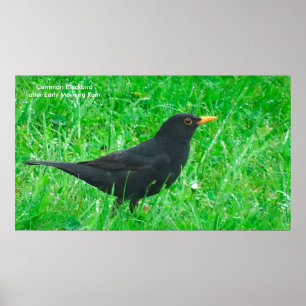 Image Blackbird pour poster