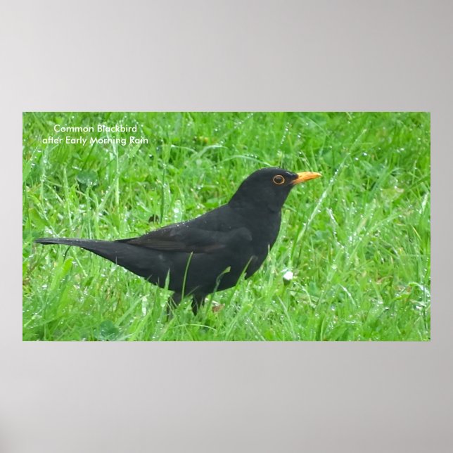 Image Blackbird pour poster (Devant)