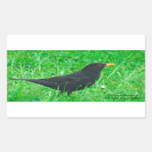 Image Blackbird pour Stickers Rectangle, brillant