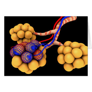Image Conceptuelle D'Alveoli 4