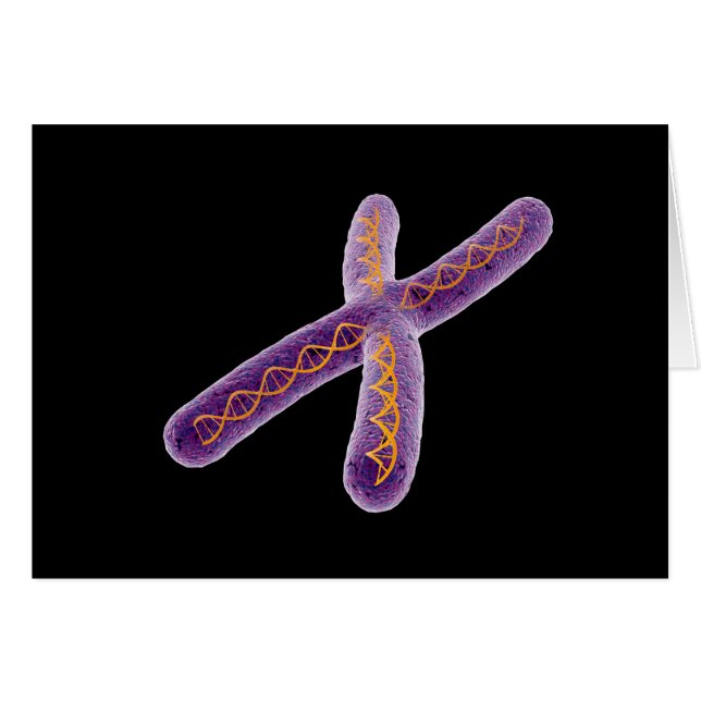 Image Conceptuelle De Chromosome 2 (Devant horizontal)