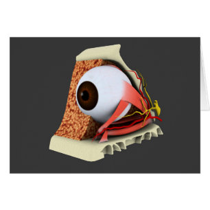 Image conceptuelle de l'anatomie 1 d'oeil humain