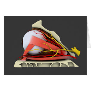 Image conceptuelle de l'anatomie 3 d'oeil humain