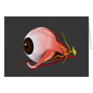 Image conceptuelle de l'anatomie 5 d'oeil humain