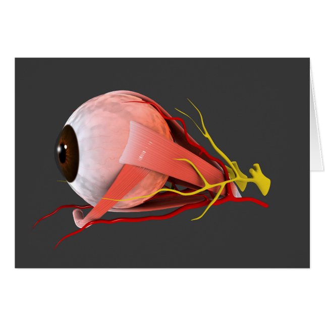 Image Conceptuelle De L'Anatomie Des Yeux Humains  (Devant horizontal)