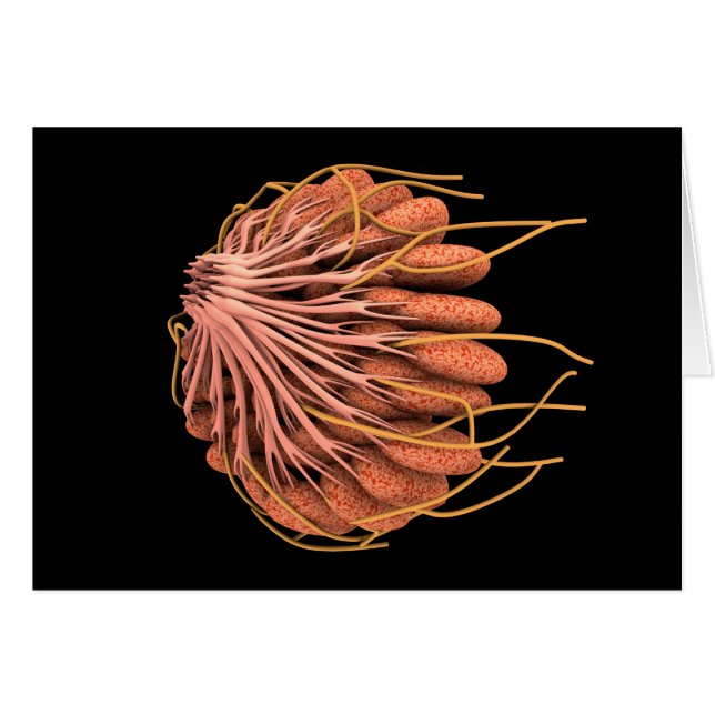 Image Conceptuelle De L'Anatomie Du Sein Féminin (Devant horizontal)