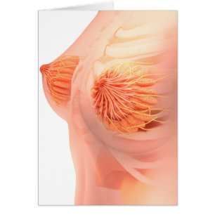 Image conceptuelle de l'anatomie femelle 1 de sein