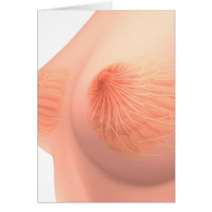 Image conceptuelle de l'anatomie femelle 4 de sein