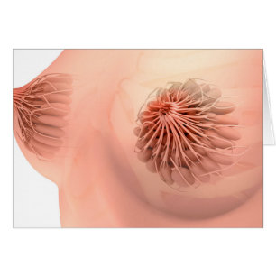 Image conceptuelle de l'anatomie femelle 6 de sein