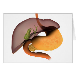 Image conceptuelle de l'appareil digestif humain 1