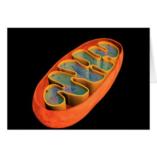Image Conceptuelle De Mitochondria 3
