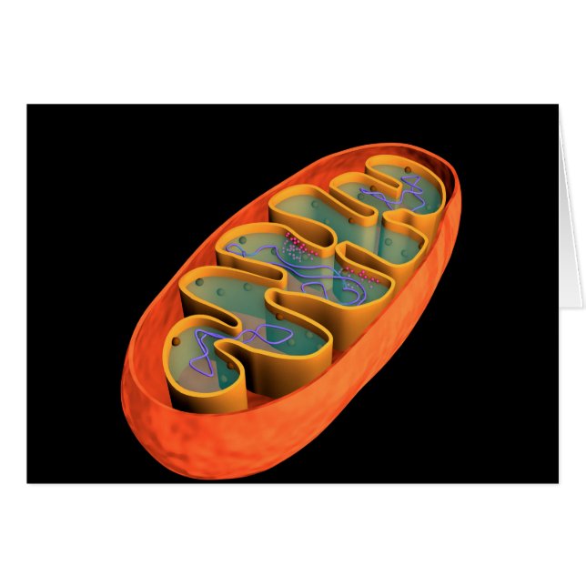 Image Conceptuelle De Mitochondria 3 (Devant horizontal)