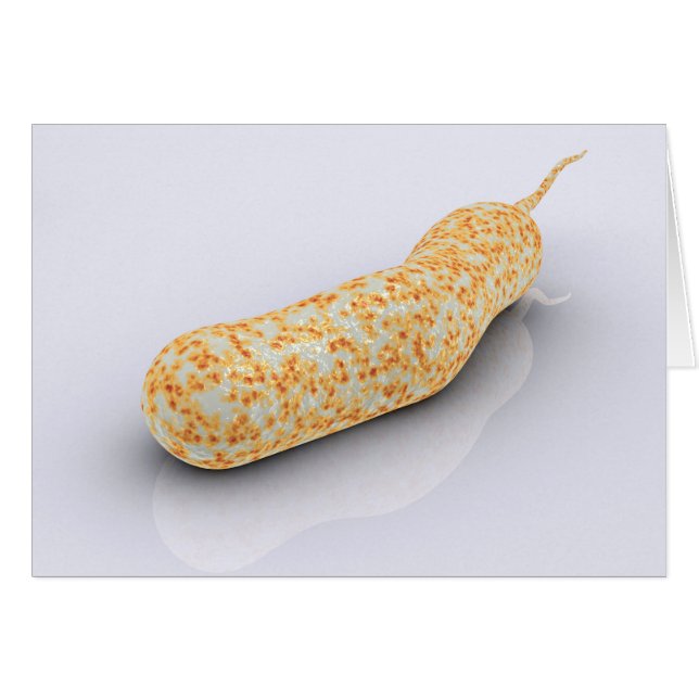 Image Conceptuelle De Vibrio Cholerae 3 (Devant horizontal)