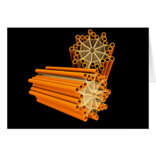 Image Conceptuelle Des Centrioles 1