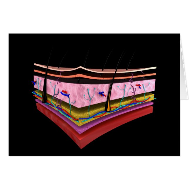 Image Conceptuelle Des Couches De La Peau Humaine  (Devant horizontal)