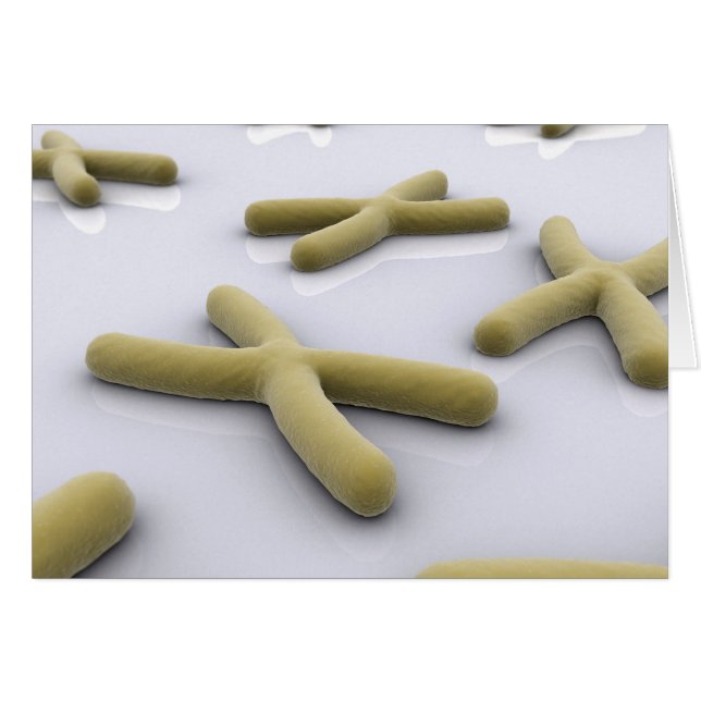 Image Conceptuelle Du Chromosome 1 (Devant horizontal)