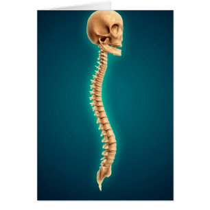Image conceptuelle du crâne humain et de la moell