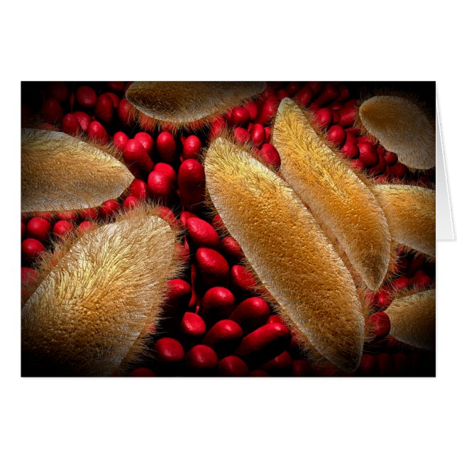 Image Conceptuelle Du Paramecium 1 (Devant horizontal)