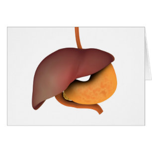 Image Conceptuelle Du Système Digestif Humain 3