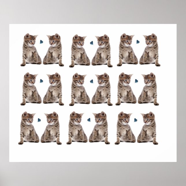 Image de chaton pour Poster (Devant)
