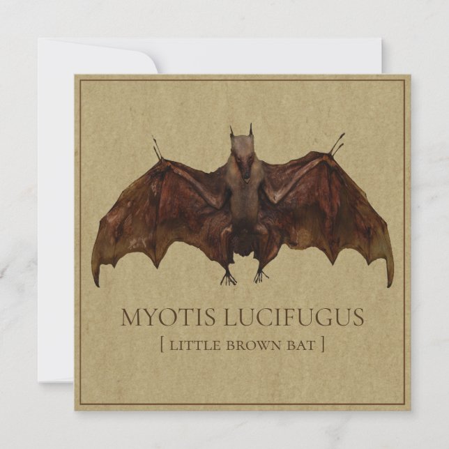 Image de chauve-souris (Devant)