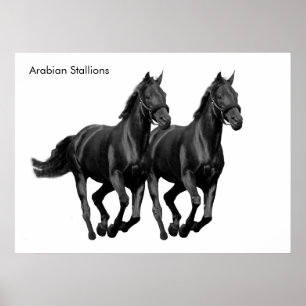 Image de cheval pour Poster