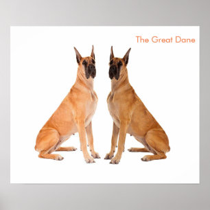 Image de chien pour affiche