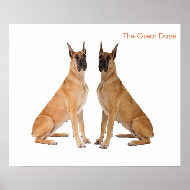 Image de chien pour affiche (Devant)