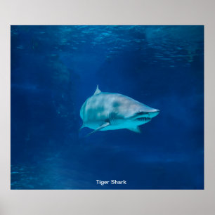 Image de requin pour Poster