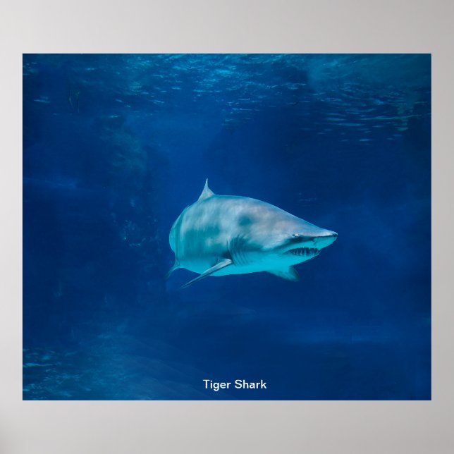 Image de requin pour Poster (Devant)