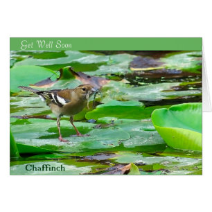 image d'oiseau pour get-well-card