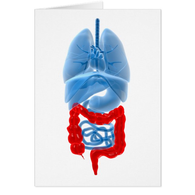 Image En Rayon X D'Organes Internes Avec Gros (Devant)