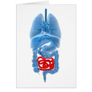 Image En Rayon X D'Organes Internes Avec Petits