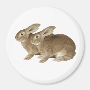 Image Rabbit pour grand aimant rond