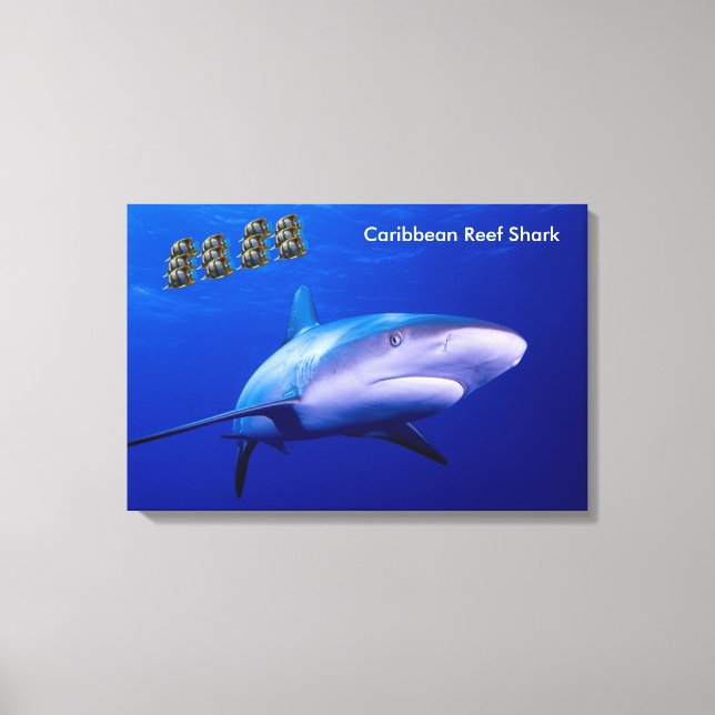 Image requin pour toile enveloppée (Recto)