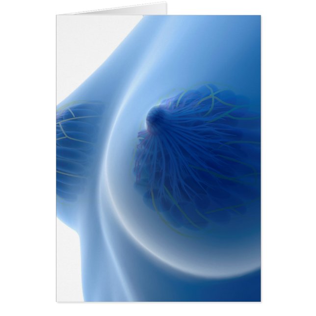 Image X-Ray De L'Anatomie Du Sein Féminin (Devant)