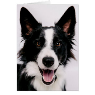 Images de Getty   A border collie de sourire